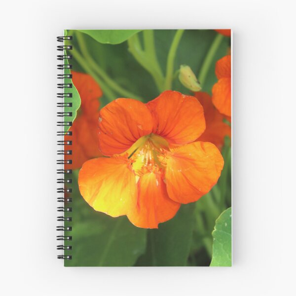 Item preview, Radiant Orange Nasturtium | Cottage Garden Botanical Photography designed and sold by Cha-s-lens.