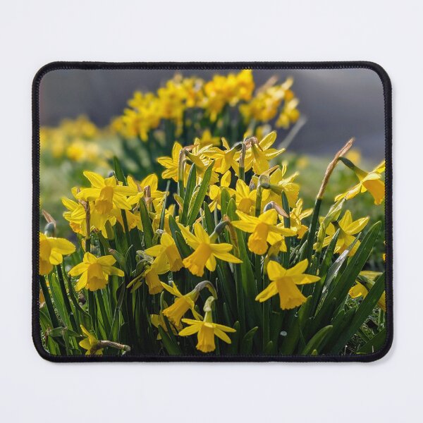 Item preview, Springtime Daffodils designed and sold by Alan Rodmell.