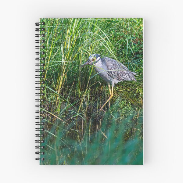 Item preview, Hunting Yellow-Crowned Night Heron designed and sold by Pondside-Pics.