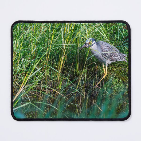 Item preview, Hunting Yellow-Crowned Night Heron designed and sold by Pondside-Pics.