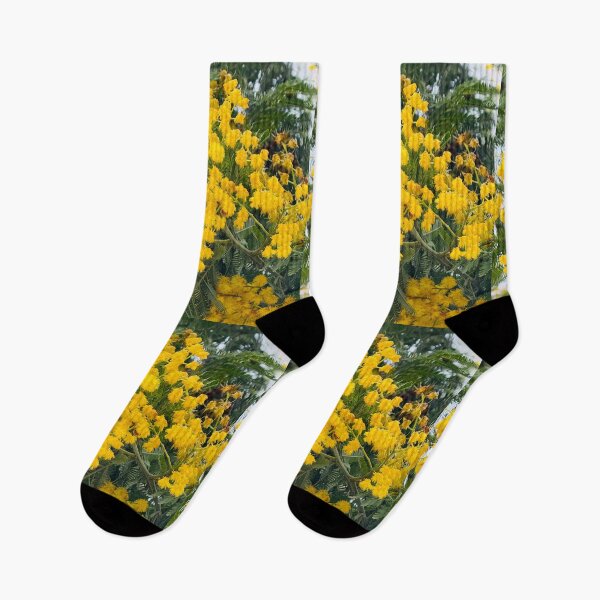Item preview, Golden Mimosa Acacia Tree in Full Spring Bloom designed and sold by BalkanBloom.