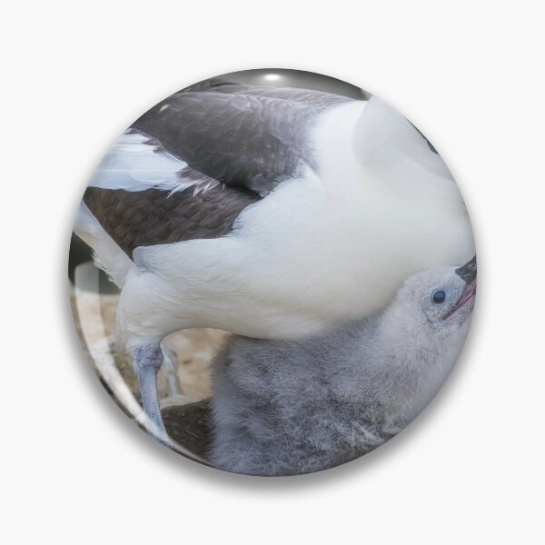 Item preview, Albatross Caring for Its Chick designed and sold by PhotoArt by Joan Carroll.