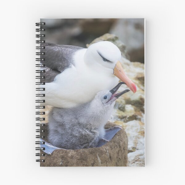 Item preview, Albatross Caring for Its Chick designed and sold by PhotoArt by Joan Carroll.