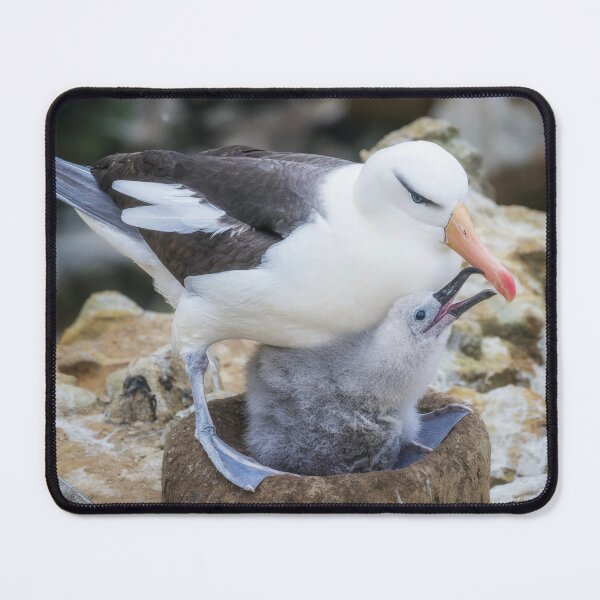 Item preview, Albatross Caring for Its Chick designed and sold by PhotoArt by Joan Carroll.