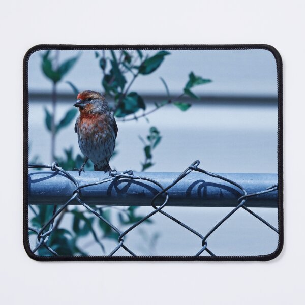 Item preview, House Finch on Fence designed and sold by WilesTheFox.