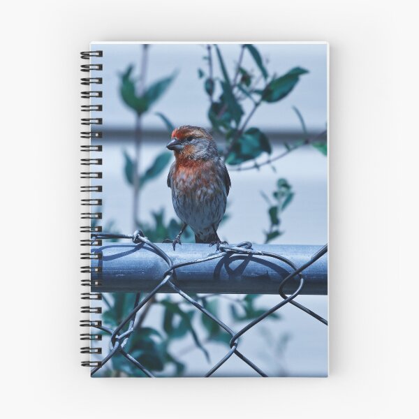 Item preview, House Finch on Fence designed and sold by WilesTheFox.