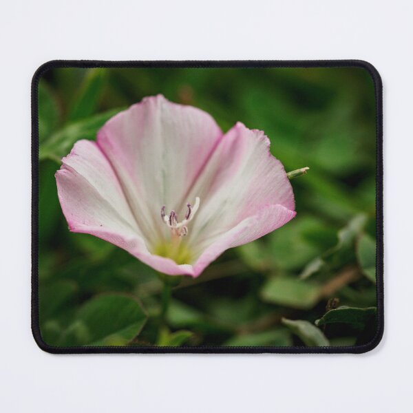 Item preview, Morning glory on a summer morning designed and sold by Joel Bader.