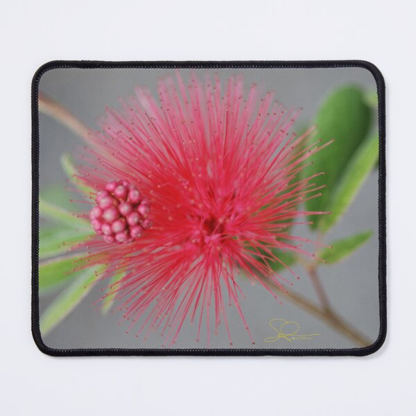 Item preview, Red Powder Puff Flower designed and sold by Dunnette Imaging.