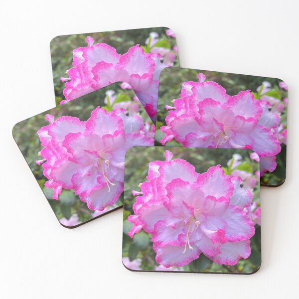 Item preview, Pink and White Gretel Azalea Bloom Botanical Flower Photography designed and sold by Be Captured by Brittany Emma.