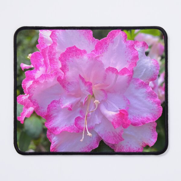 Item preview, Pink and White Gretel Azalea Bloom Botanical Flower Photography designed and sold by Be Captured by Brittany Emma.