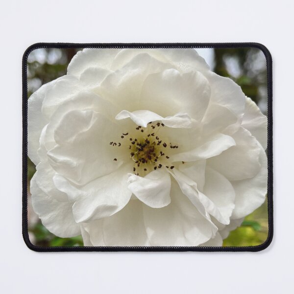 Item preview, Elegant White Rose Botanical Flower Photography designed and sold by Be Captured by Brittany Emma.