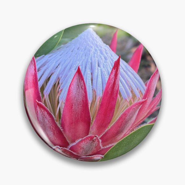 Item preview, King Protea Flower Botanical Photography with Silver Centre designed and sold by Be Captured by Brittany Emma.