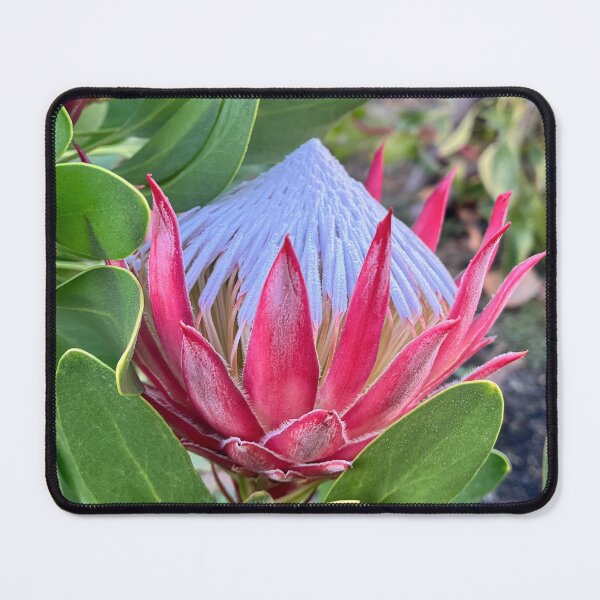 Item preview, King Protea Flower Botanical Photography with Silver Centre designed and sold by Be Captured by Brittany Emma.
