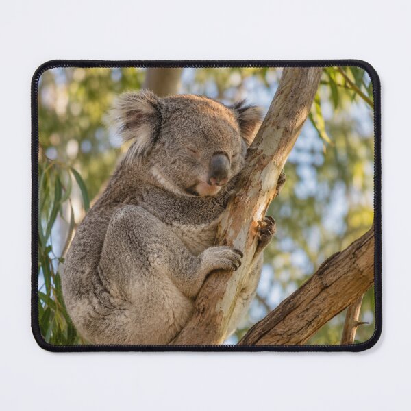 Item preview, Sleeping Koala on Eucalyptus Tree | Australian Wildlife Photography | Peaceful Nature Wall Art designed and sold by ApexAnimal Art.