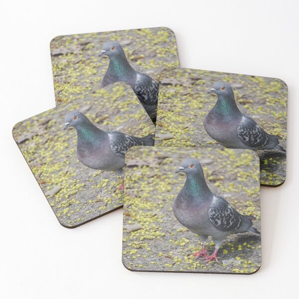Item preview, City Pigeon Among Yellow Flowers | Urban Wildlife Photography designed and sold by pigeonlovrs.