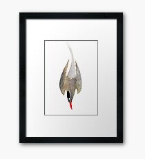 Arctic Tern Framed Print