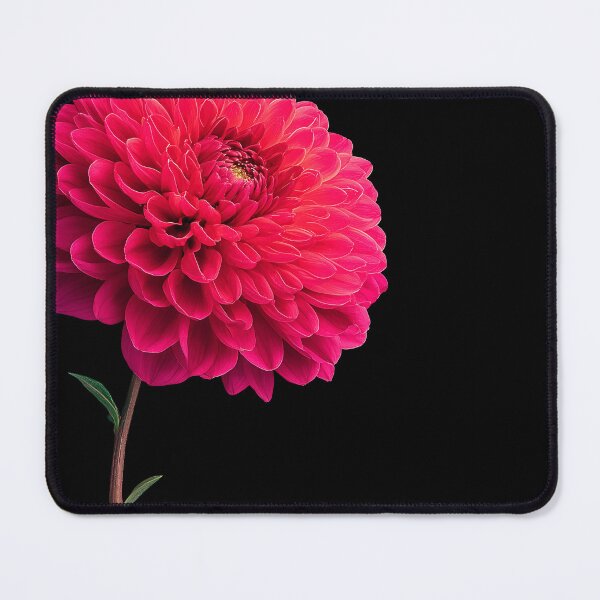Item preview, Vibrant Pink Dahlia Flower in Full Bloom designed and sold by colorful-white.