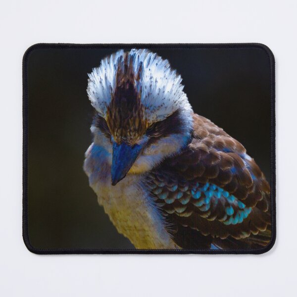 Item preview, Australian Kookaburra designed and sold by RabbottPhotography.
