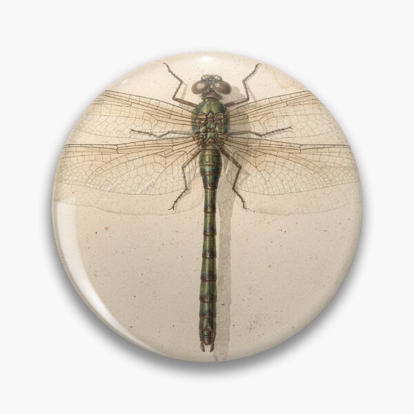 Item preview, Vintage Dragonfly Specimen Natural History Plate designed and sold by PictorialWhimsy.