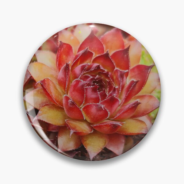 Item preview, Love Sempervivum Houseleek designed and sold by Duncan-Mac.