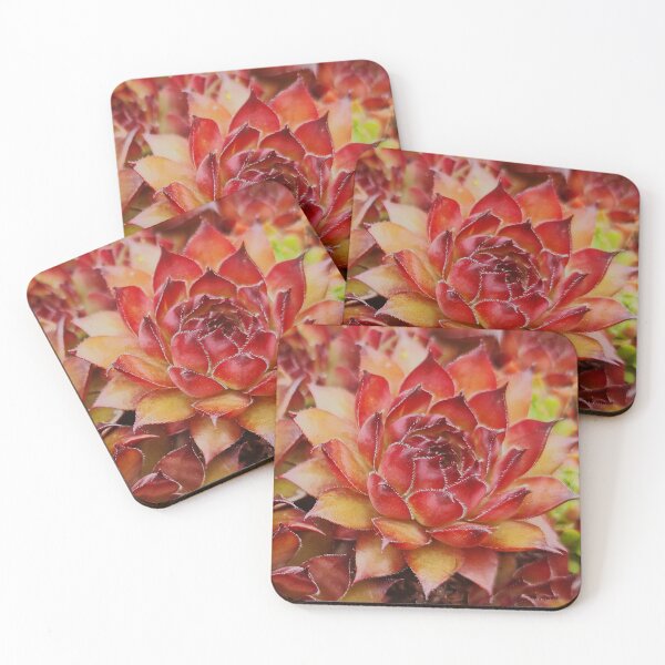 Item preview, Love Sempervivum Houseleek designed and sold by Duncan-Mac.