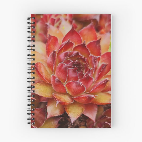 Item preview, Love Sempervivum Houseleek designed and sold by Duncan-Mac.