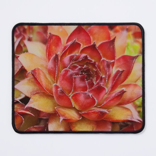 Item preview, Love Sempervivum Houseleek designed and sold by Duncan-Mac.