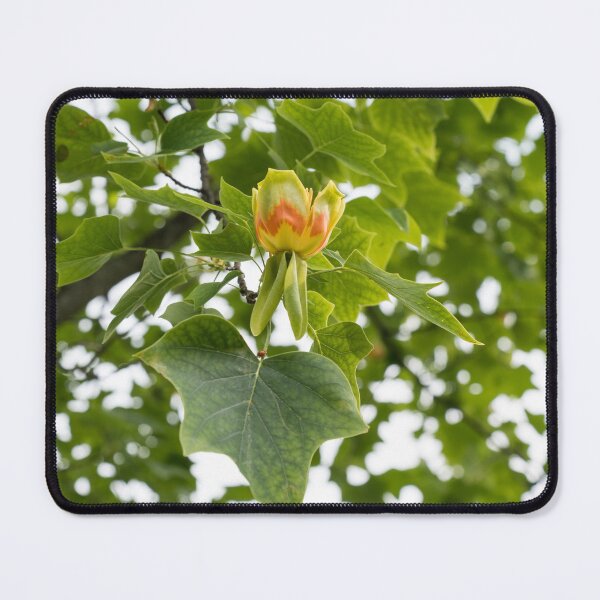 Item preview, Distinct Yellow Orange Tulip Tree Blossom in Lush Green Canopy designed and sold by Georgia Mizuleva.