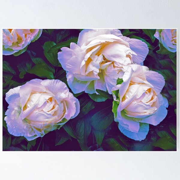 Item preview, Spring Whisper Peony designed and sold by Jessica Jenney.