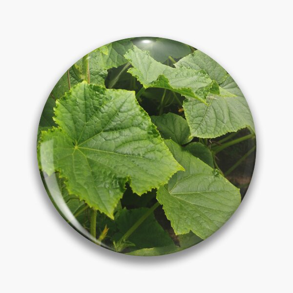 Item preview, Cucumber Plants Photography designed and sold by Sky-99.