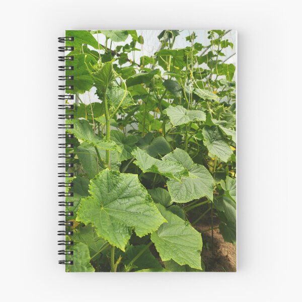 Item preview, Cucumber Plants Photography designed and sold by Sky-99.