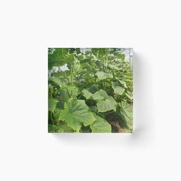 Item preview, Cucumber Plants Photography designed and sold by Sky-99.