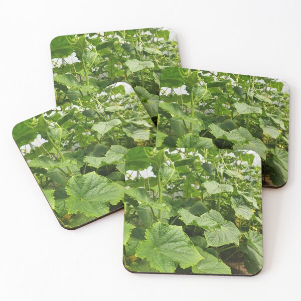 Item preview, Cucumber Plants Photography designed and sold by Sky-99.
