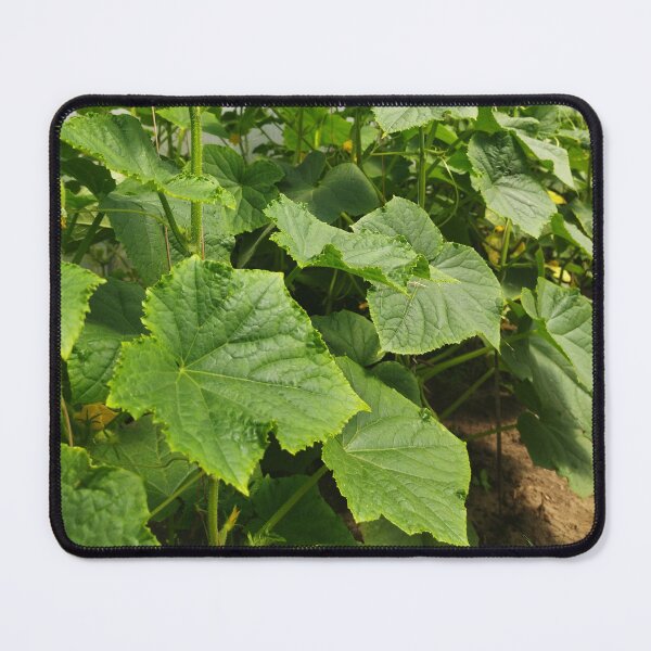 Item preview, Cucumber Plants Photography designed and sold by Sky-99.