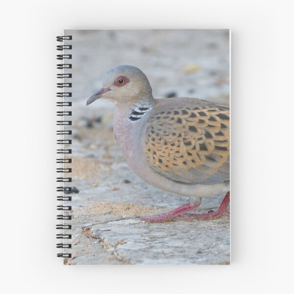 Item preview, European Turtle Dove designed and sold by LaurenTucker.