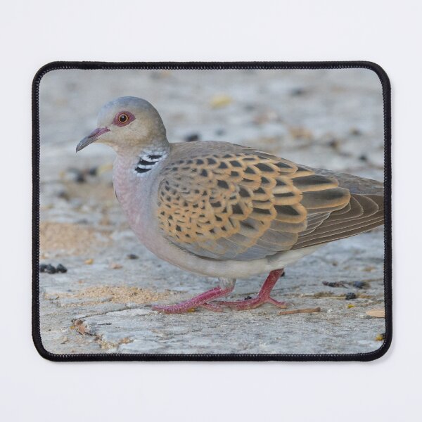 Item preview, European Turtle Dove designed and sold by LaurenTucker.