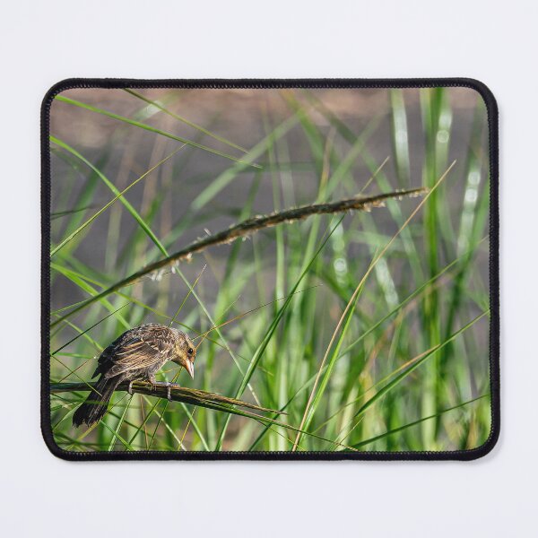 Item preview, Female Red-Winged Blackbird designed and sold by Pondside-Pics.