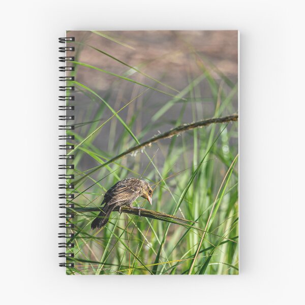 Item preview, Female Red-Winged Blackbird designed and sold by Pondside-Pics.