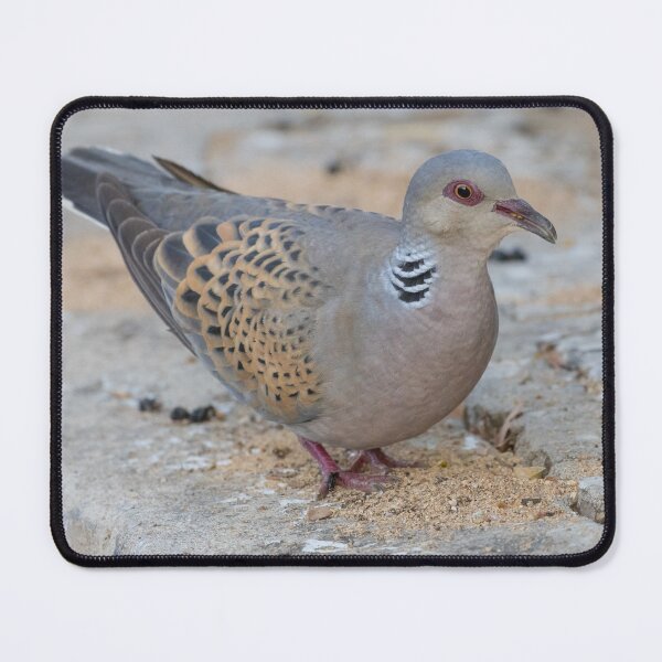 Item preview, European Turtle Dove designed and sold by LaurenTucker.