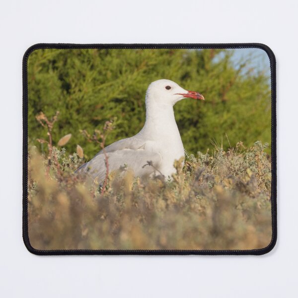 Item preview, Audouin's Gull designed and sold by LaurenTucker.