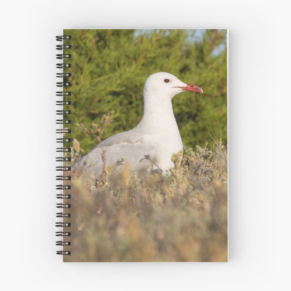 Item preview, Audouin's Gull designed and sold by LaurenTucker.