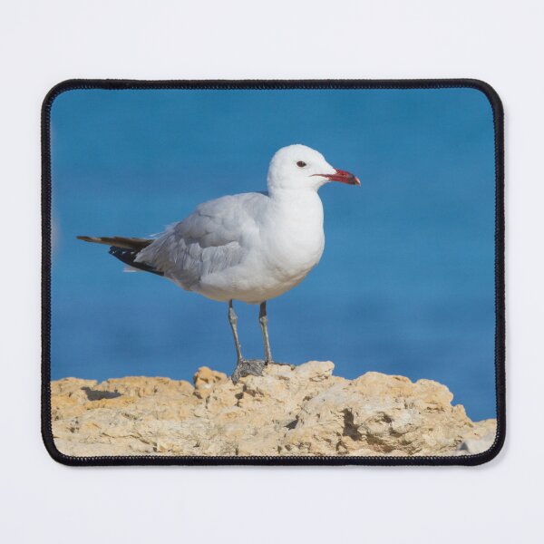 Item preview, Audouin's Gull designed and sold by LaurenTucker.