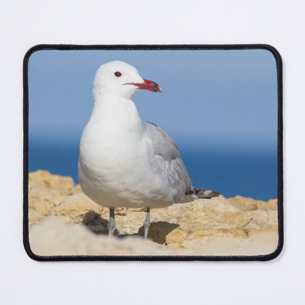 Item preview, Audouin's Gull designed and sold by LaurenTucker.