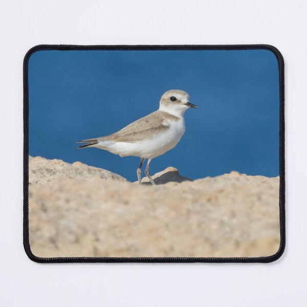 Item preview, Kentish Plover designed and sold by LaurenTucker.