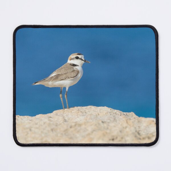 Item preview, Kentish Plover designed and sold by LaurenTucker.