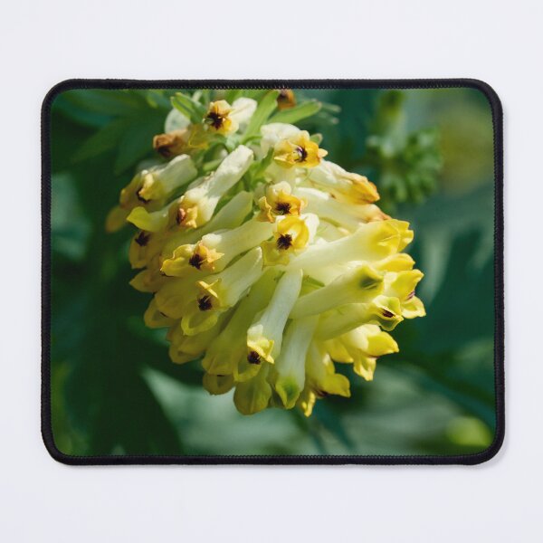 Item preview, Springtime flowers. Noble-flowered Birthwort designed and sold by Jouko Lehto Photography.