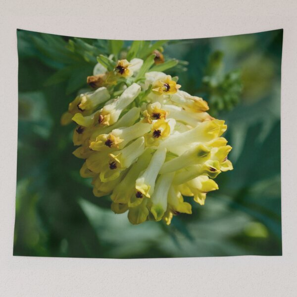 Item preview, Springtime flowers. Noble-flowered Birthwort designed and sold by Jouko Lehto Photography.