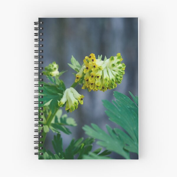 Item preview, Siberian corydalis. Noble-flowered Birthwort designed and sold by Jouko Lehto Photography.