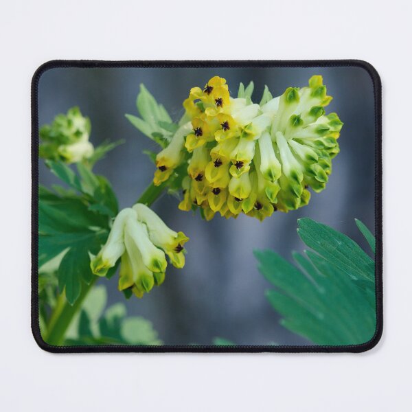 Item preview, Siberian corydalis. Noble-flowered Birthwort designed and sold by Jouko Lehto Photography.