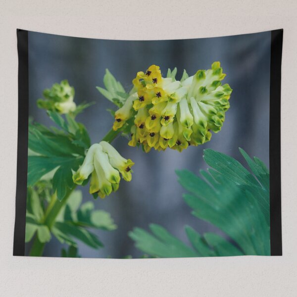 Item preview, Siberian corydalis. Noble-flowered Birthwort designed and sold by Jouko Lehto Photography.